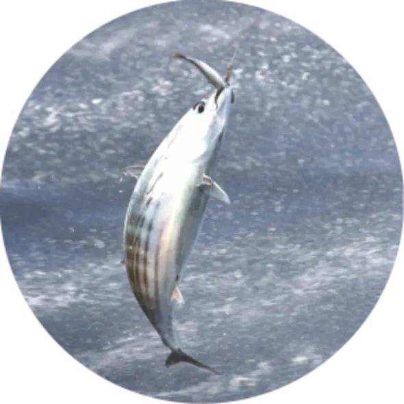 Pesca (Peixe) 1